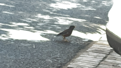 Acridotheres tristis