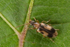 Notoxus monoceros