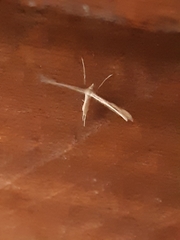 Stenoptilia zophodactylus