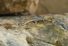 Platysaurus intermedius rhodesianus