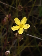 Liparophyllum exaltatum