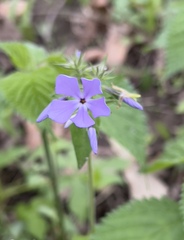 Phlox divaricata