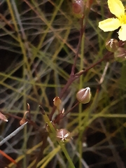 Liparophyllum exaltatum