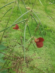 Macroptilium lathyroides