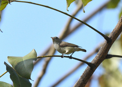 Dicaeum erythrorhynchos