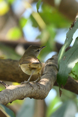 Acrocephalus dumetorum
