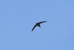 Hirundapus giganteus