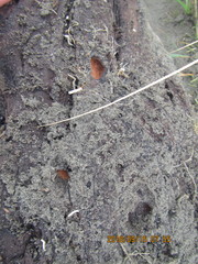 Pericoptus truncatus