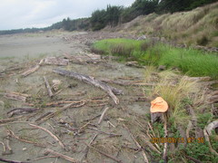 Pericoptus truncatus