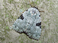 Leuconycta diphteroides
