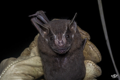 Artibeus lituratus