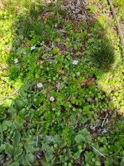 Epilobium confertifolium