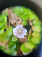 Epilobium confertifolium