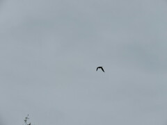 Haliaeetus leucocephalus