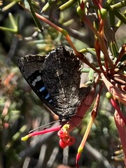 Ogyris amaryllis