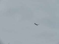 Haliaeetus leucocephalus