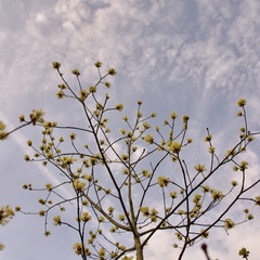 Cornus mas