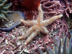 Leptasterias hexactis