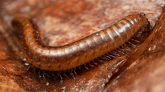 Caseyidae