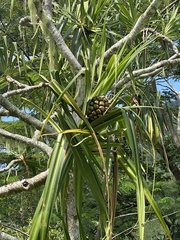 Pandanus tectorius