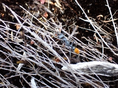 Myrmecia mandibularis