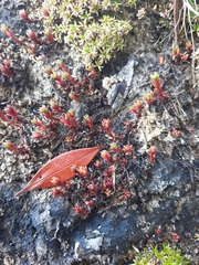 Crassula moschata