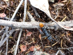Myrmecia mandibularis