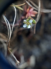 Crassula moschata