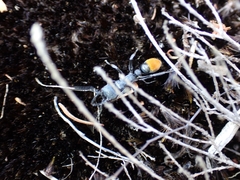 Myrmecia mandibularis