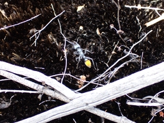 Myrmecia mandibularis