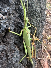Podacanthus viridiroseus