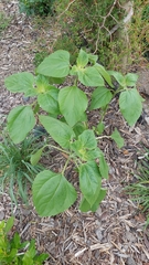 Helianthus annuus