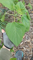 Helianthus annuus