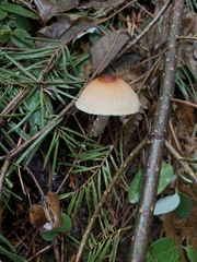 Lepiota spheniscispora