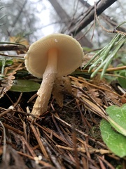 Lepiota spheniscispora