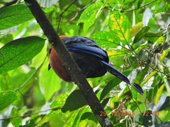 Baryphthengus martii