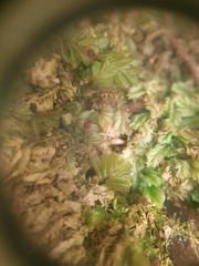 Hymenophyllum minimum