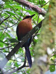 Baryphthengus martii