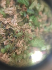 Hymenophyllum minimum