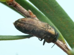 Diphucrania