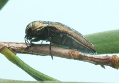 Diphucrania