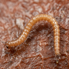 Conotylidae