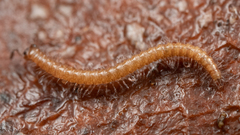 Conotylidae