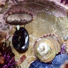 Haliotis cracherodii