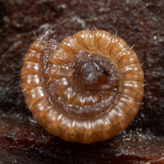 Conotylidae