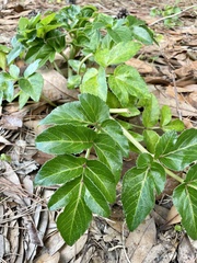 Angelica japonica
