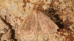Zanclognatha lunalis