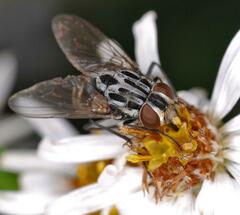 Graphomya maculata