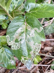 Phytomyza archangelicae