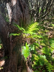 Asplenium obtusatum